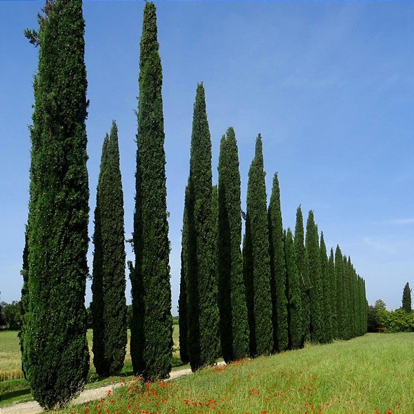 CIPRESTE ITALIANO (Cupressus sempervirens) - Muda com 70 cm a  1 metro