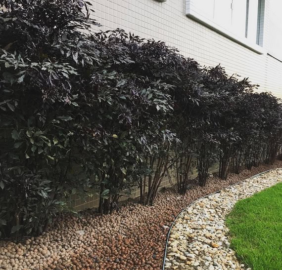 LÉIA RUBRA (Leea rubra) - Muda com 70 a 90 cm