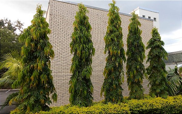 MASTRO (Polyalthia longifolia var. pendula) - Muda com 70 cm