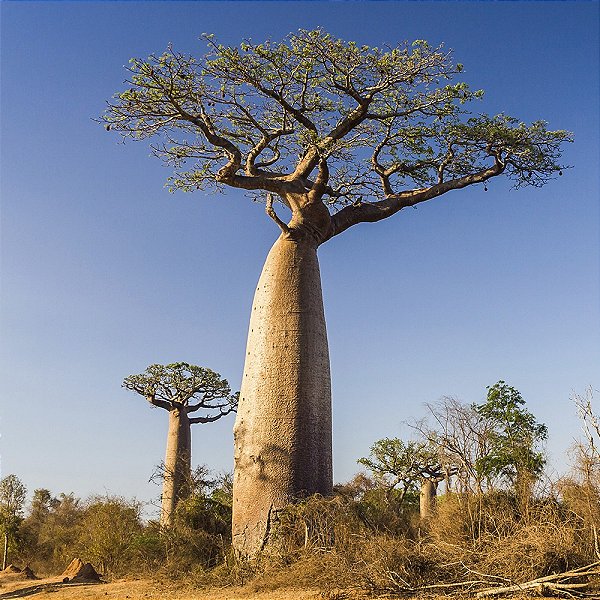 BAOBÁ AFRICANO (Adansonia Digitata) - Muda de 60 cm a 1 metro