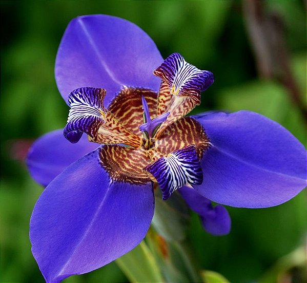 ÍRIS AZUL ou FALSO ÍRIS (Neomarica caerulea)