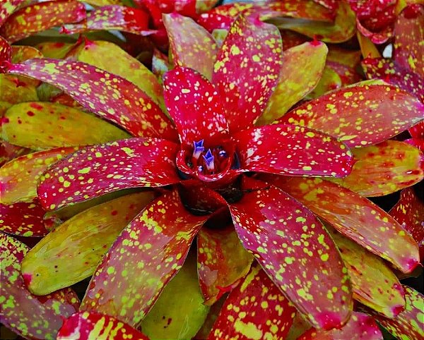 BROMÉLIA MARMORATA (Neoregelia marmorata)