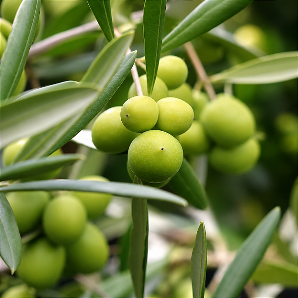 OLIVEIRA (Olea europaea) - Muda com até 1 metro