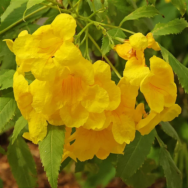 IPÊ MIRIM DE JARDIM (Tecoma stans) - Muda com até 1 metro