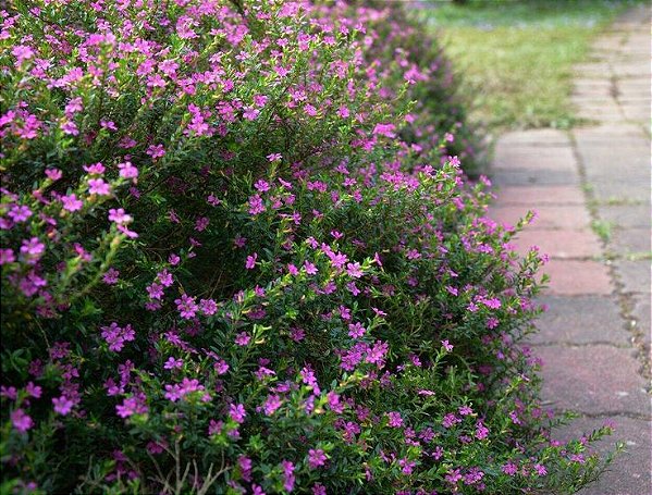 ÉRICA ROSA ou ROXA (Cuphea hyssopifolia)