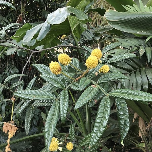 INGÁ ANÃO DE FOLHAS BULADAS (Inga congesta) - Muda com 30 cm