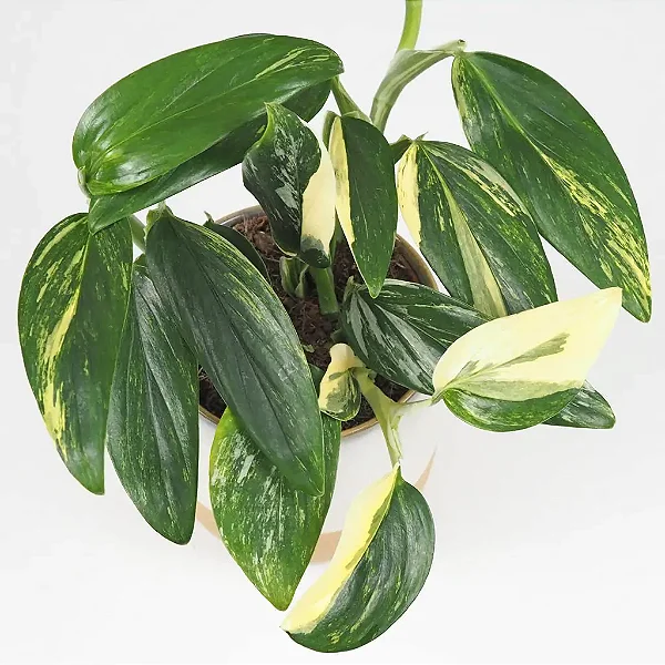 Monstera standleyana variegata - C21