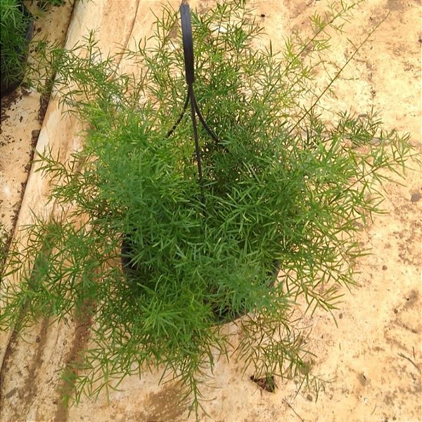 ASPARGO PENDENTE NA CUIA (Asparagus densiflorus Sprengeri)