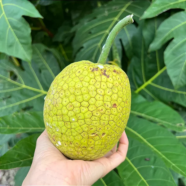 FRUTA PÃO (Artocarpus altilis) - Muda com até 1 metro
