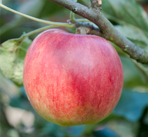 MAÇÃ BRASIL (Malus sp.) - Muda enxertada com até 1,20m