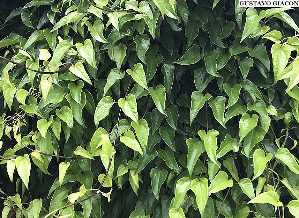 GUACO (Mikania glomerata Spreng.)