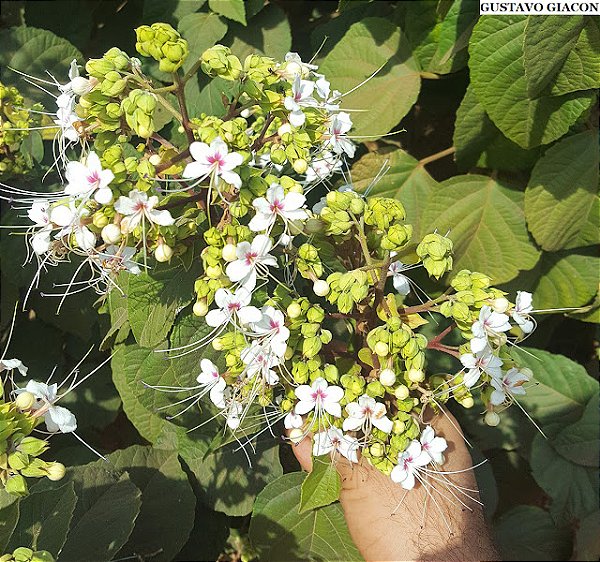 CLERODENDRO PERFUMADO (Clerodendrum infortunatum) - Muda com até 1 metro