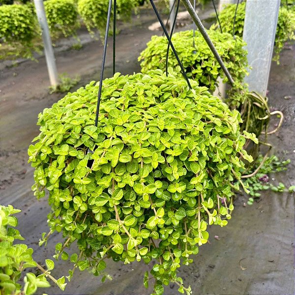 DINHEIRO EM PENCA (Pilea nummulariifolia) - C21