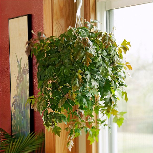 CIPÓ UVA ou HERA CISSUS (Cissus rhombifolia) - C21