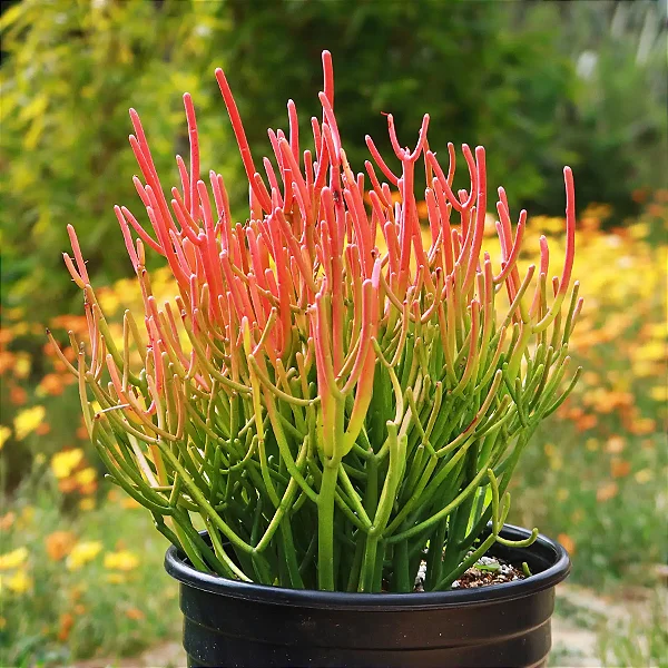 AVELÓS ou PALITO DE FOGO (Euphorbia tirucalli) - Muda com até 60 cm
