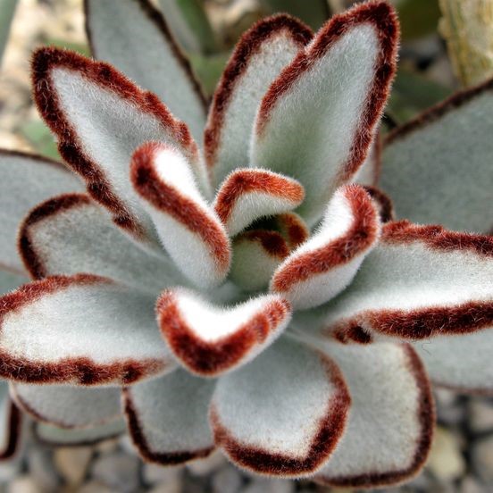 ORELHA DE GATO ou LEBRE (Kalanchoe tomentosa) - P11
