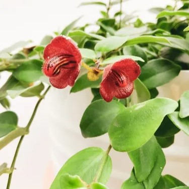 COLUMÉIA SININHO (Columneia Microphylla) - C21