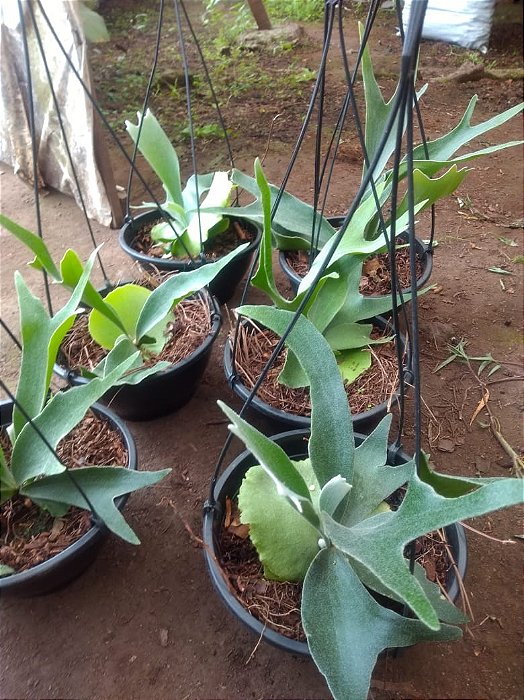 CHIFRE DE VEADO (Platycerium bifurcatum) - C21