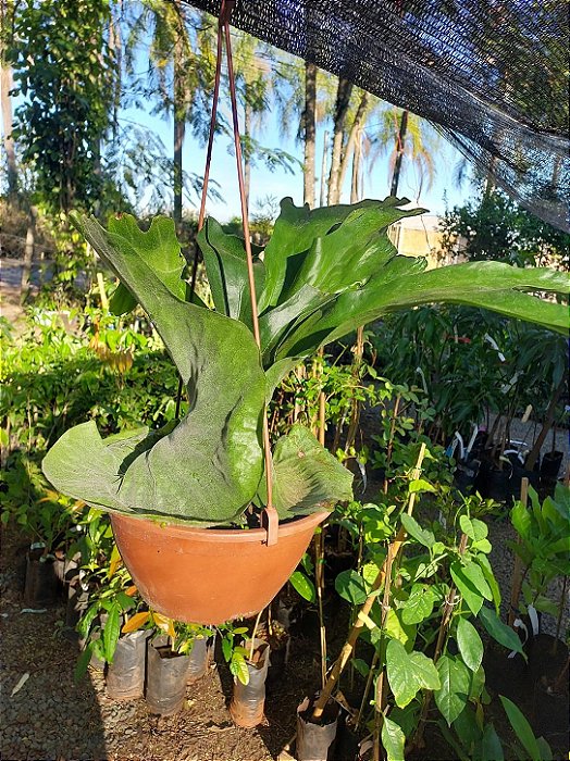 CHIFRE SUPERBUM GRANDE (Platycerium Superbum) - Cuia 21
