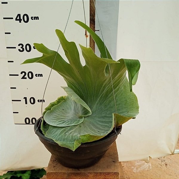 CHIFRE SUPERBUM GRANDE (Platycerium Superbum) - C25