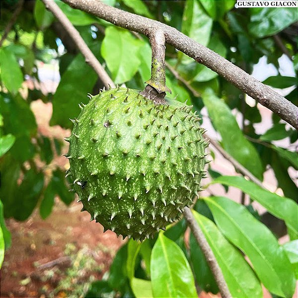 ARATICUM AÇÚ (Annona montana) - Muda com até 1 metro