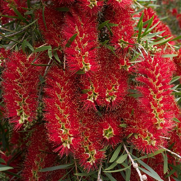 ESCOVA DE GARRAFA (Melaleuca x Calistemun viminalis) - Muda com até 1 metro