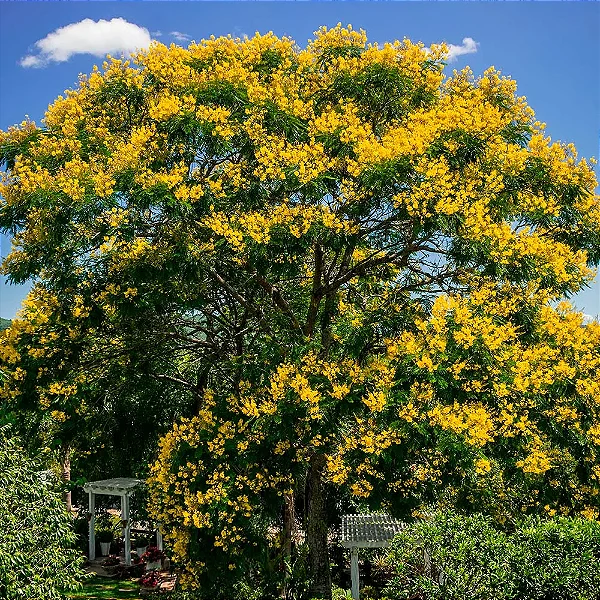CANAFÍSTULA (Peltophorum dubium) - Muda com até 1 metro