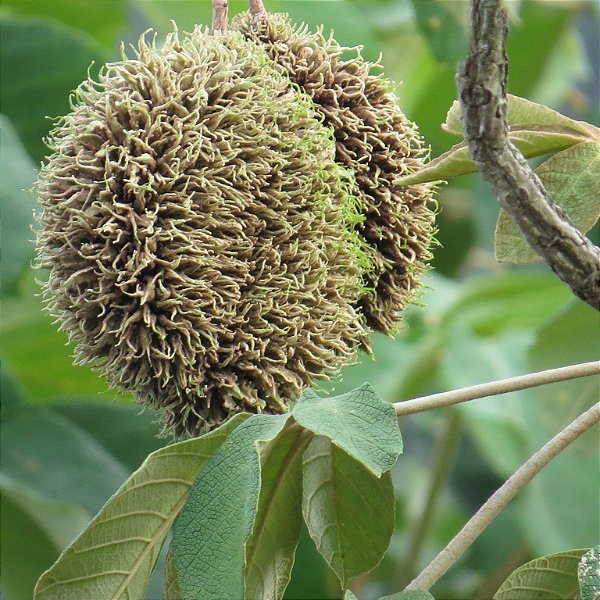 IPÊ FELPUDO ou TABACO (Zeyheria tuberculosa) - Muda com até 1 metro