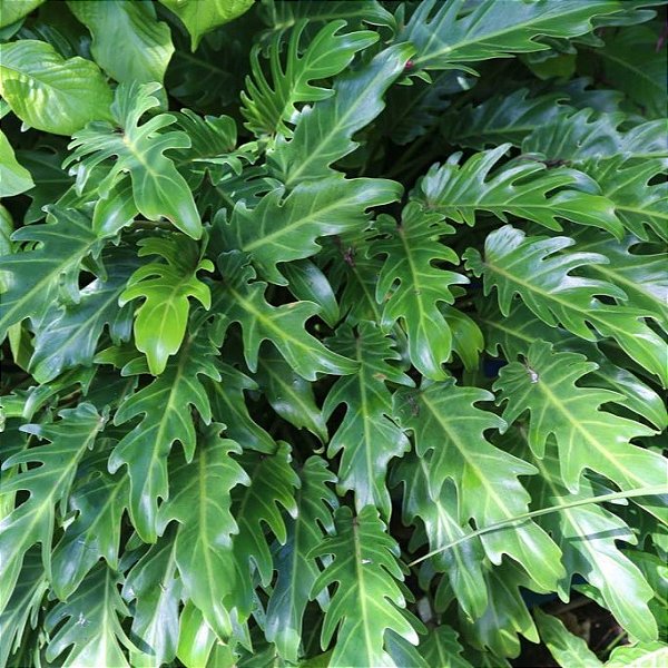 FILODENDRO XANADÚ (Philodendron xanadu) - Muda com até 30 cm