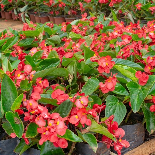 BEGÔNIA DRAGÃO (Begonia cinnabarina)