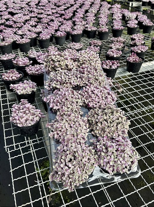 TOSTÃO ROSA (Callisia repens 'Pink Lady') - Pote 11