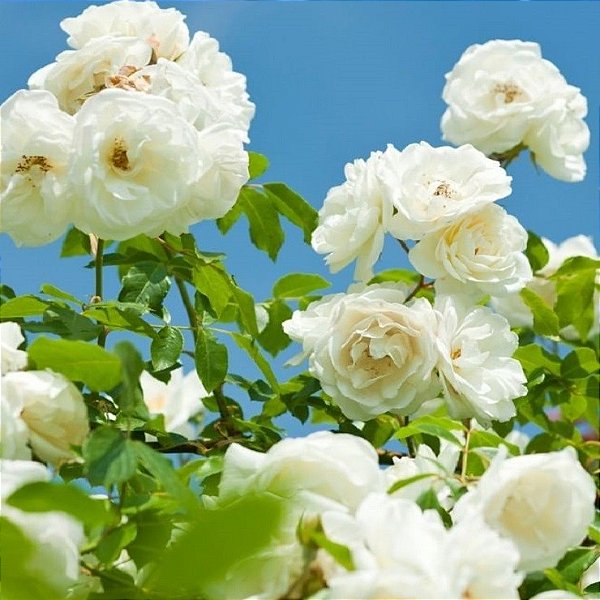 ROSA BRANCA (Rosa Grandiflora) - Rebrotar Plantas