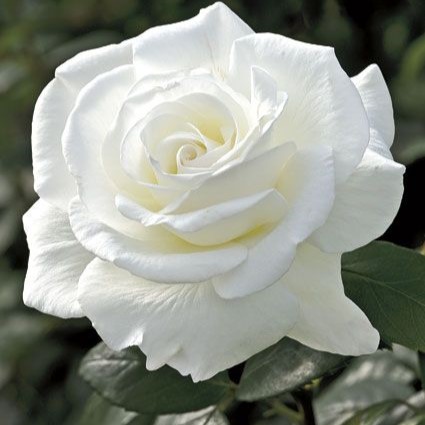 ROSA BRANCA (Rosa Grandiflora)