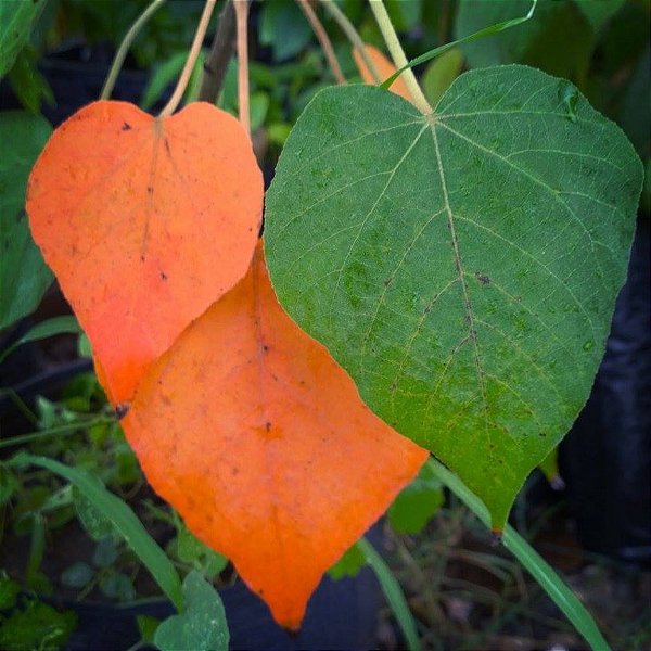 SANGRA D'ÁGUA (Croton urucurana) - Muda com até 1 metro
