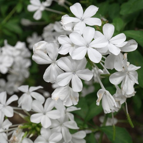 BELA EMÍLIA BRANCA (Plumbago auriculata)