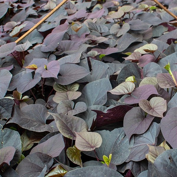 BATATA ROXA ORNAMENTAL (Ipomoea batatas)