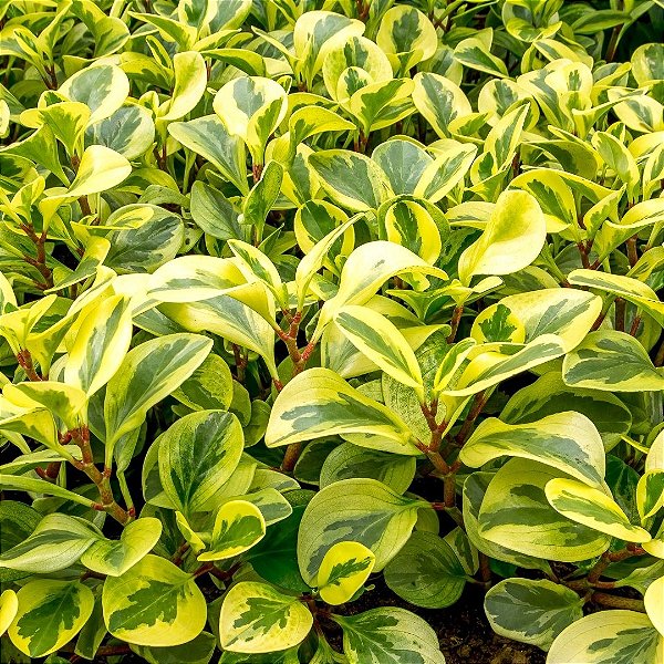 PEPEROMIA FOLHA DURA (Peperomia obtusifolia) - CORES
