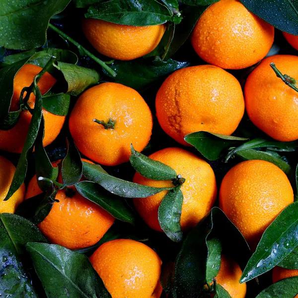 LARANJA DE FOLHA MURCHA (Citrus sinensis) - Muda enxertada com até 1 metro
