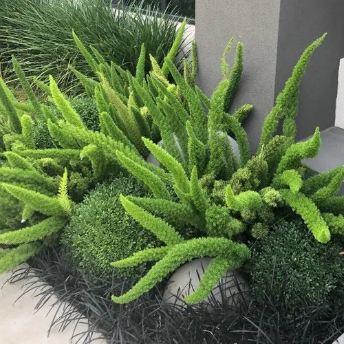 ASPARGO PLUMA (Asparagus densiflorus) - P15