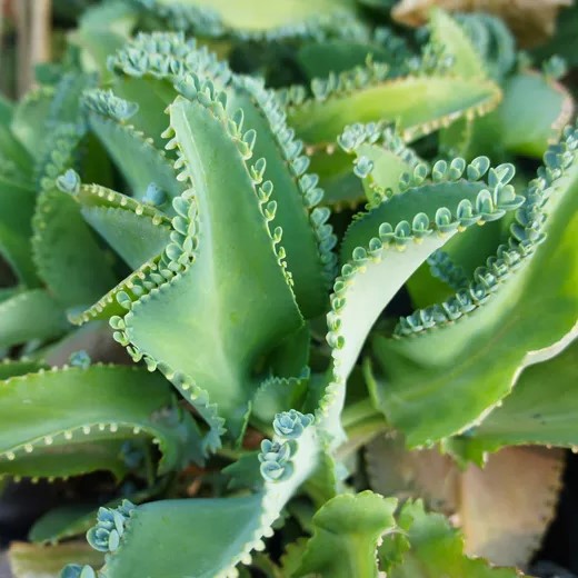 ARANTO ou MÃE DE MILHARES (Kalanchoe daigremontiana)