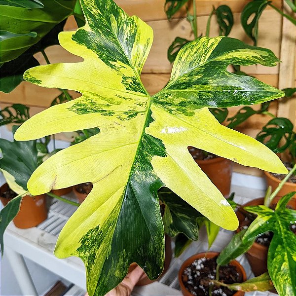 GUAIMBÉ VARIEGATA (Thaumatophyllum Bipinnatifidum Variegata) - P20 30 cm