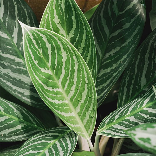 Aglaonema Silver Curly - P12