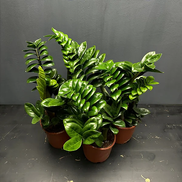 ZAMIOCULCA ZENZI (Zamioculcas zamiifolia 'Zenzi') - P14