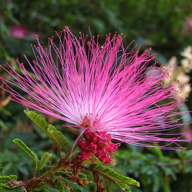CALIANDRA ROSA (Calliandra brevipes) - Muda com até 1 metro