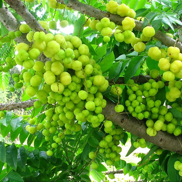 GROSELHA DA ÍNDIA (Phyllanthus acidus) - Muda com 60 a 80 cm