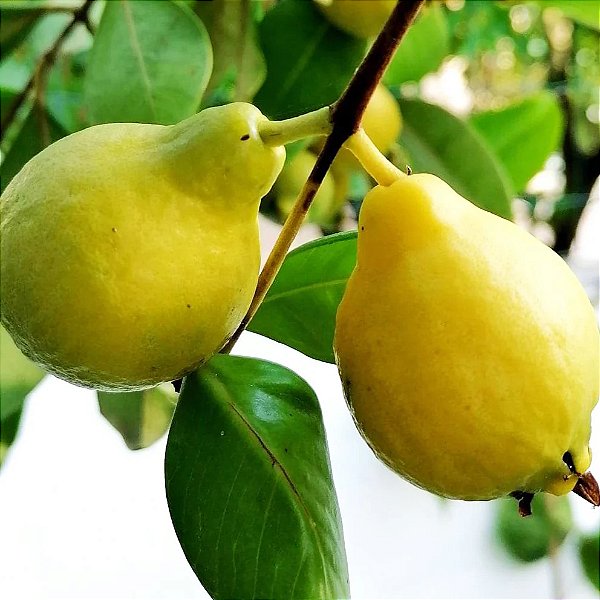 ARAÇÁ PERA ou GOIABÃO (Psidium acutangulum) - Muda com até 80 cm