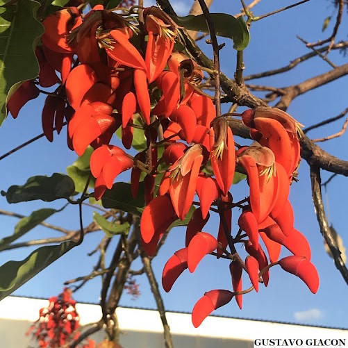 CORTICEIRA DA SERRA (Erithryna falcata) - Muda com até 80 cm