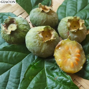 GABIROBA BRANCA (Campomanesia neriiflora) - Muda com até 80 cm