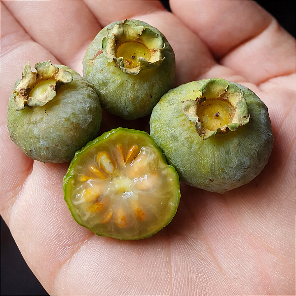 GABIROBA BRANCA (Campomanesia neriiflora) - Muda com até 80 cm