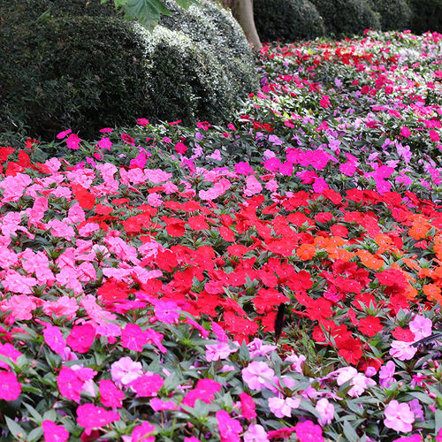 SUNPATIENS (Impatiens hawkeri)